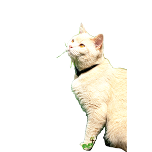 A Cream Colored Cat With A Collar Sits Alertly In A Vibrant Green Meadow On A Sunny Day. 14010 - Cat PNG image with transparent background